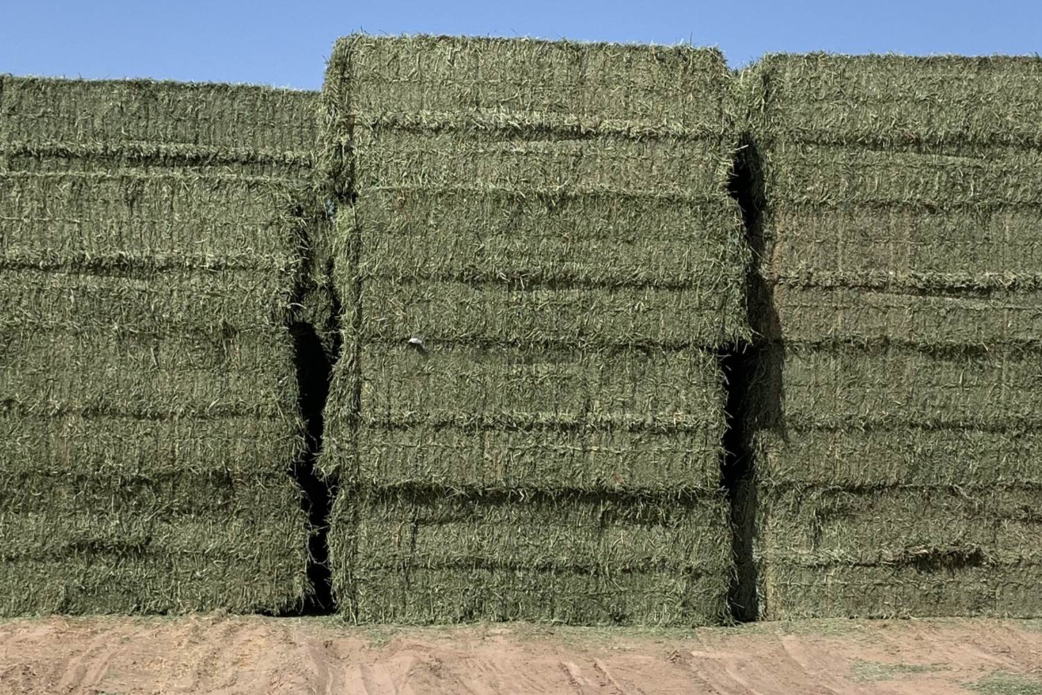 Stacked alfalfa bales under clear sky in the Imperial Valley